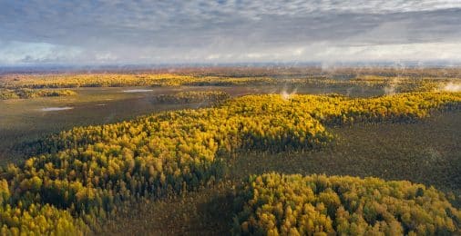 Почему деревья не растут до самых облаков