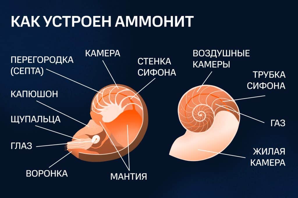 Схема строения раковины аммонита