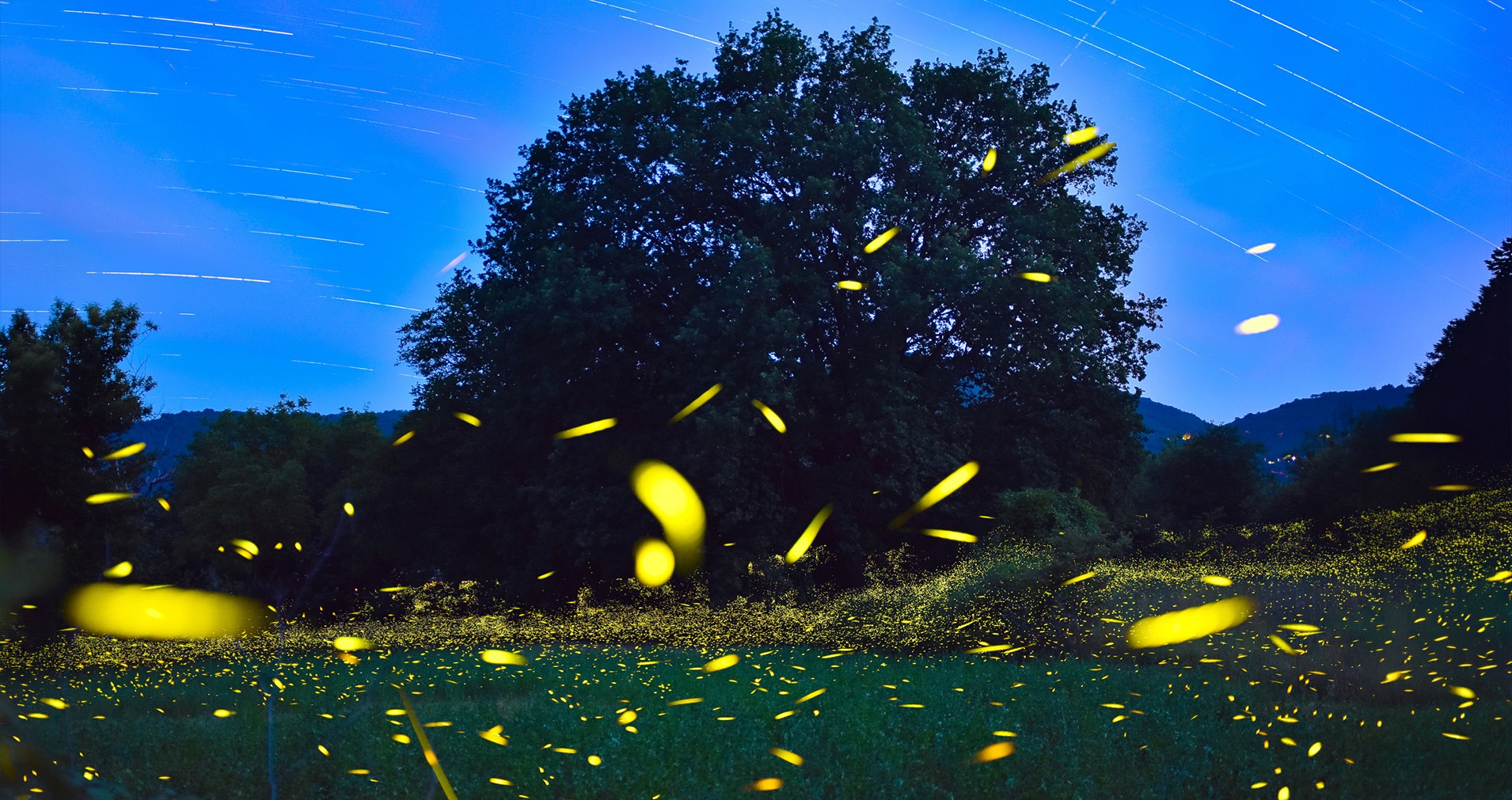 Светлячки. Фото iStock