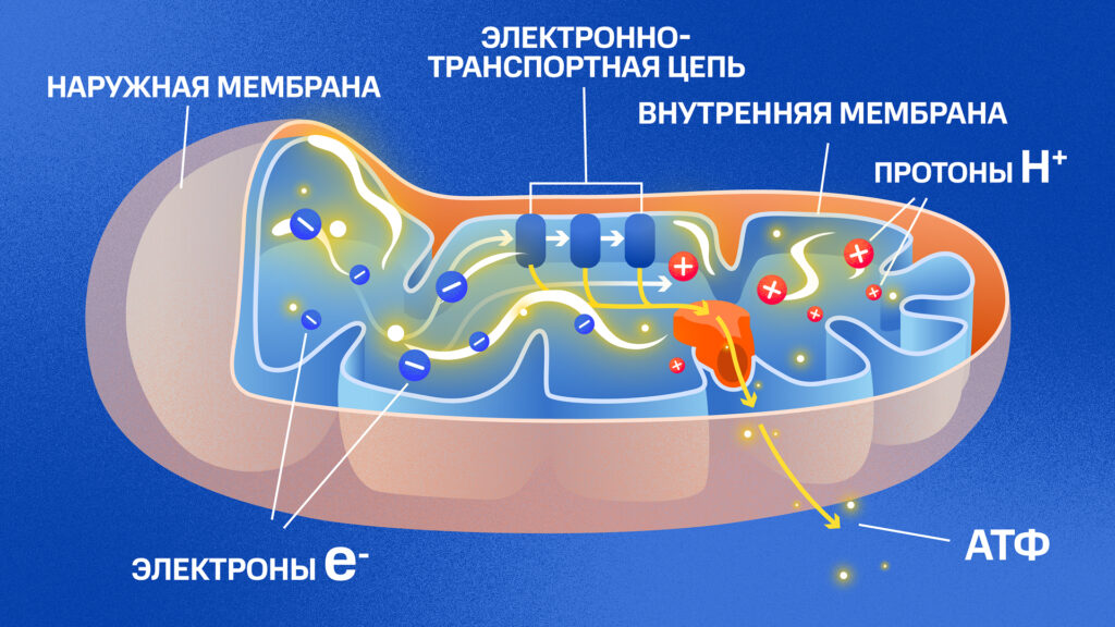 Упрощенная схема энергогенерации внутри митохондрии